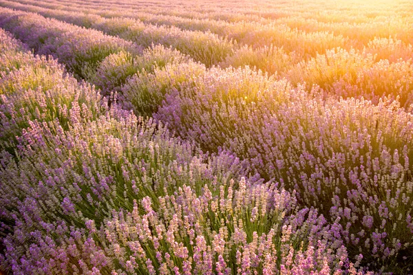 Une prairie de lavande. Composition naturelle. Concentration sélective — Photo