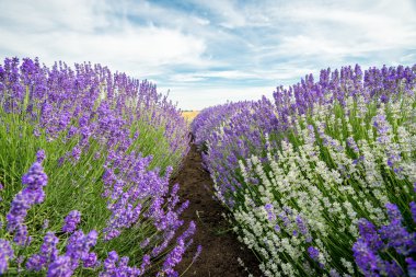 Çayır lavanta. Doğa kompozisyon. Seçici odak