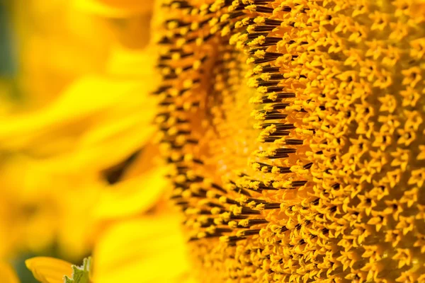 Sunflower close-up — Stock Photo, Image