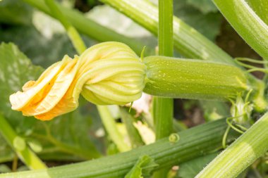 taze kabak çiçekleri ile yakın çekim