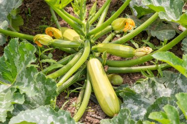 taze kabak çiçekleri ile yakın çekim