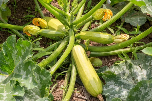 Närbild på färsk zucchini med blommor — Stockfoto