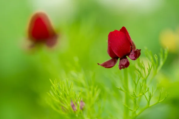 Red flower in a green grass field, natural floral vintage background — Stockfoto