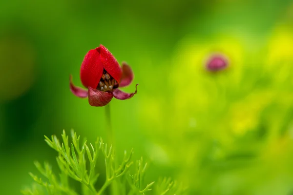Red flower in a green grass field, natural floral vintage background — Stok fotoğraf