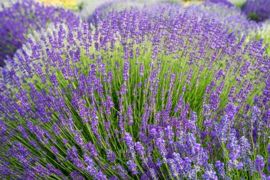 Çayır lavanta. Doğa kompozisyon. Seçici odak