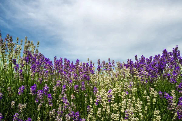 Prado de lavanda. Composición natural. Enfoque selectivo — Foto de Stock