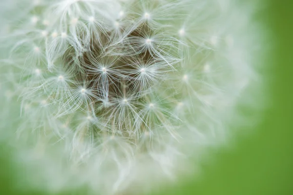 Diente de león sobre fondo verde - enfoque selectivo —  Fotos de Stock