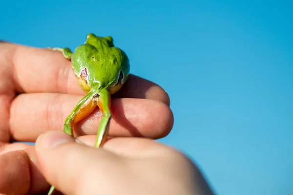 Footed boomkikker - Hyla Arborea — Stockfoto