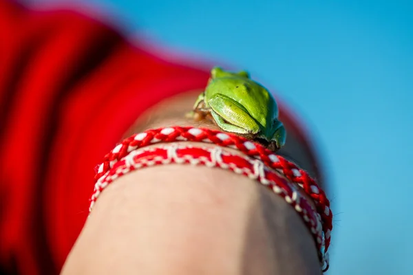 Footed boomkikker - Hyla Arborea — Stockfoto