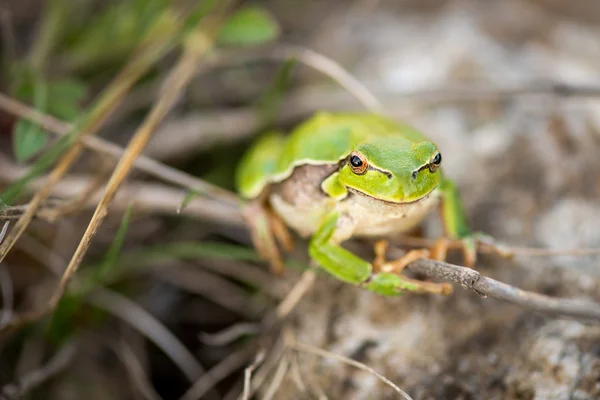 Footed boomkikker - Hyla Arborea — Stockfoto