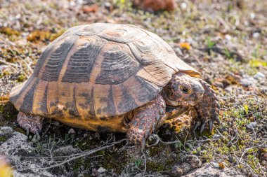 Kara kaplumbağası - testudo graeca