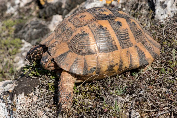 Ziemi żółw - testudo graeca — Zdjęcie stockowe