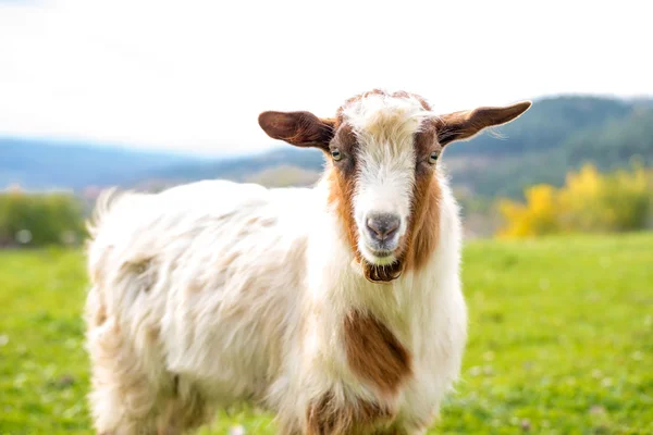 Goat on a pasture - selective focus over the goat`s head — Stock Photo, Image