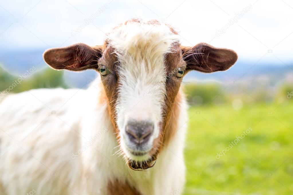 Goat on a pasture - selective focus over the goat, copy space