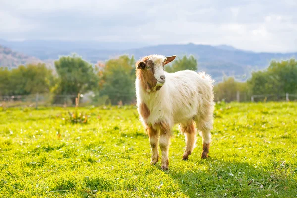 Chèvre dans un pâturage - attention sélective sur la chèvre — Photo