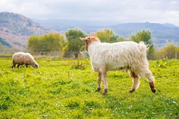 Chèvre dans un pâturage Chèvre dans un pâturage - attention sélective sur la chèvre — Photo