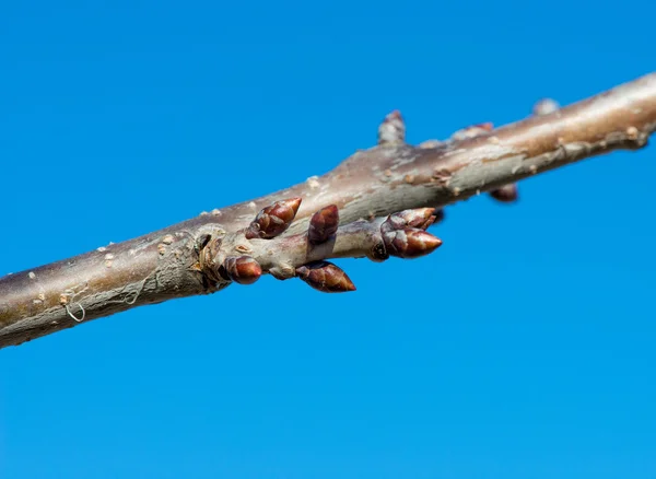 Budding branches in the spring against the blue sky — Stock Photo, Image