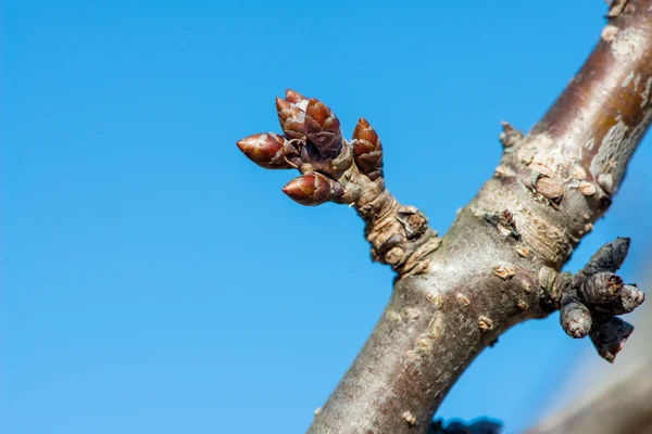 Budding branches in the spring against the blue sky — Stock Photo, Image