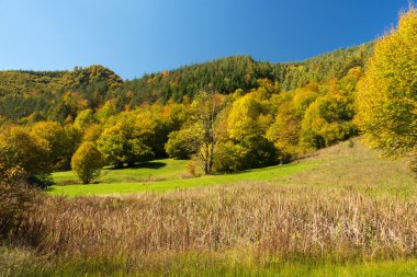 Sonbahar güzel manzara