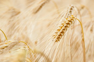 Mısır gevreği bitkiler, arpa, farklı odak ile