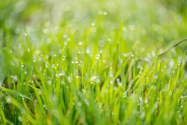 Erba fresca con gocce di rugiada mattutina all'alba — Foto Stock