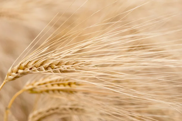 Impianti cerealicoli, orzo, con diversa attenzione — Foto Stock