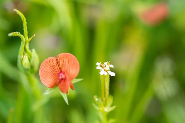 Närbild av vilda blommor på fältet — Stockfoto