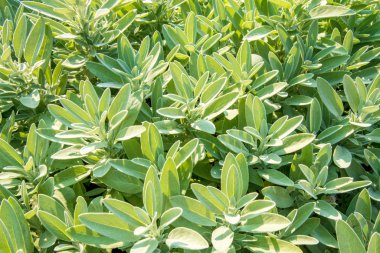 Salvia bahçedeki - Üstten Görünüm