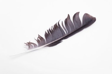 Beyaz bir arka plan üzerinde izole bir kuş tüyü