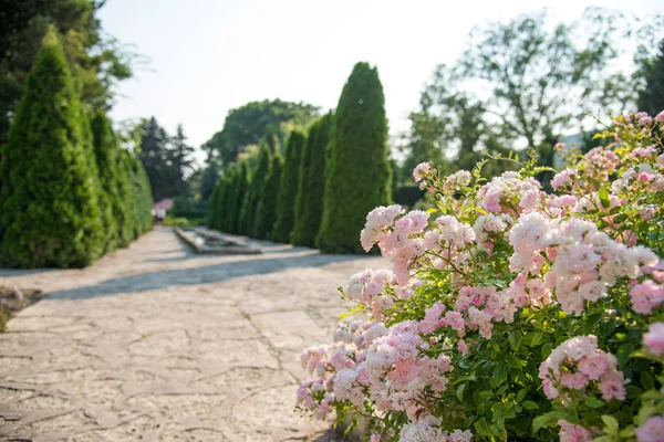 Paisagismo no jardim. O caminho no jardim. — Fotografia de Stock