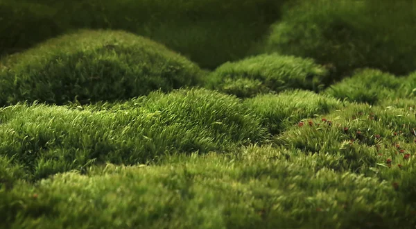 녹색 이끼의 배경 — 스톡 사진