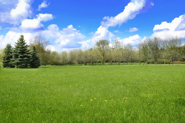 Весенний пейзаж травы и деревьев — стоковое фото