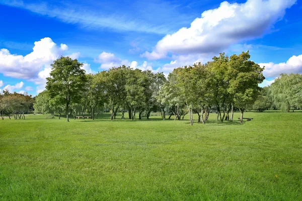 Lato pejzaż trawa i drzewa — Zdjęcie stockowe