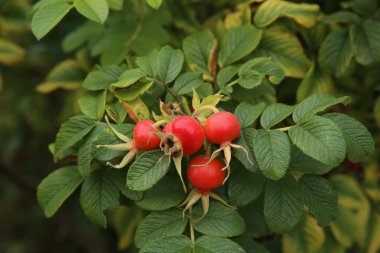 Olgun kuşburnu çilek