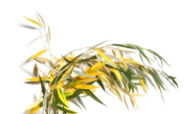 Sonbaharda söğüt ağacı dalları beyaz arka planda izole olur. Sarı ve yeşil yapraklı söğüt dalları.