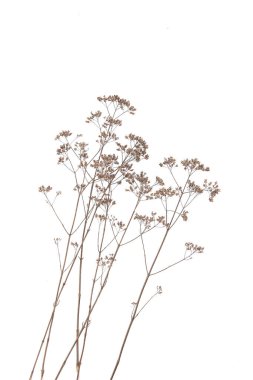 Kuru tarla çiçekleri beyaz arka planda izole edilmiş. Kuru yabani çayır otlar veya otlar. 