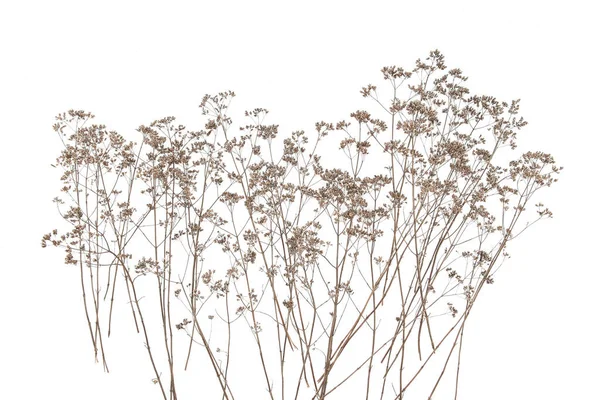 Сухі Польові Квіти Ізольовані Білому Тлі Сухі Дикі Лугові Трави — стокове фото