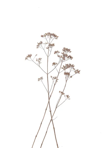 Сухі Польові Квіти Ізольовані Білому Тлі Сухі Дикі Лугові Трави — стокове фото