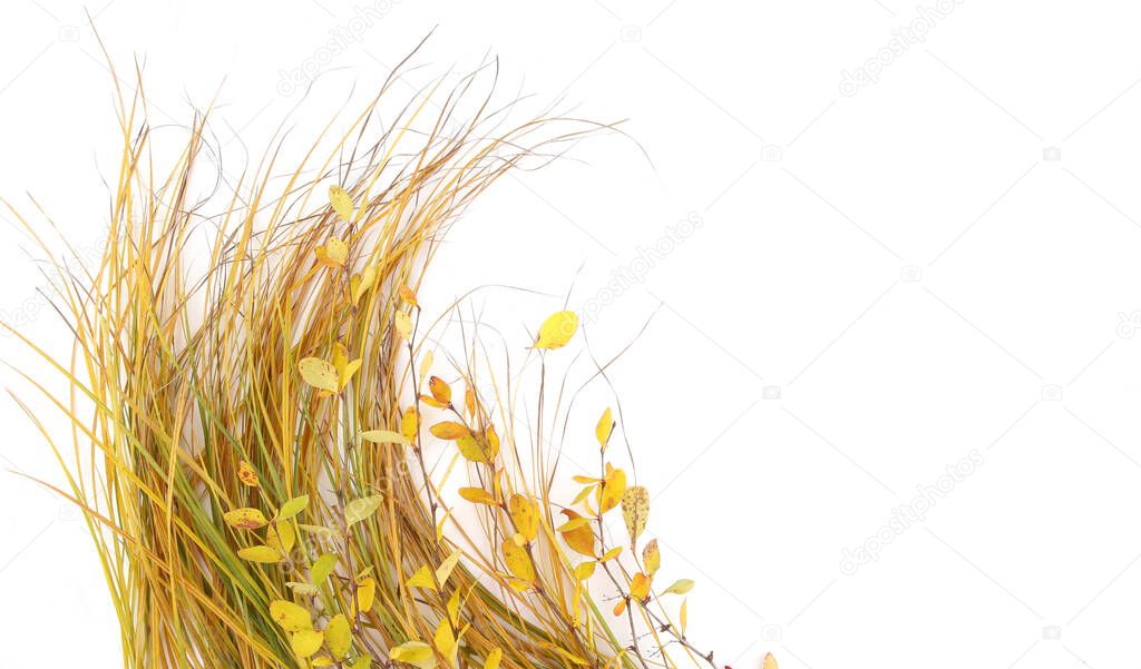 Autumn grass and leaves isolated on white background. Colorful autumn wild field grass and branches with leaves.