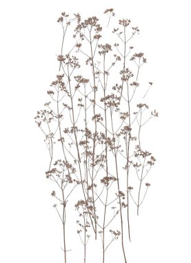 Kuru tarla çiçekleri beyaz arka planda izole edilmiş. Kuru yabani çayır otlar veya otlar. 