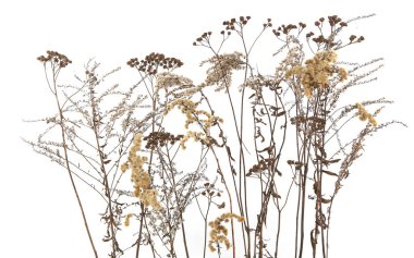 Kışın kuru tarla çiçekleri beyaz arka planda izole olur. Kuru yabani çayır otlar veya otlar. 