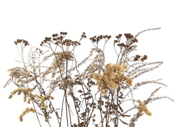 Kışın kuru tarla çiçekleri beyaz arka planda izole olur. Kuru yabani çayır otlar veya otlar. 