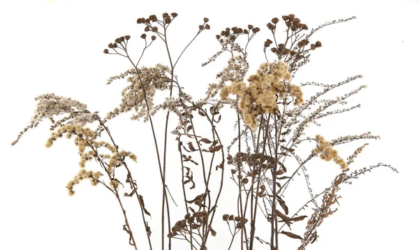 Torra Fält Blommor Vintern Isolerad Vit Bakgrund Torrängsgräs Eller Örter — Stockfoto