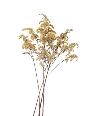 Kışın kuru tarla çiçekleri beyaz arka planda izole olur. Kuru yabani çayır otlar veya otlar. 