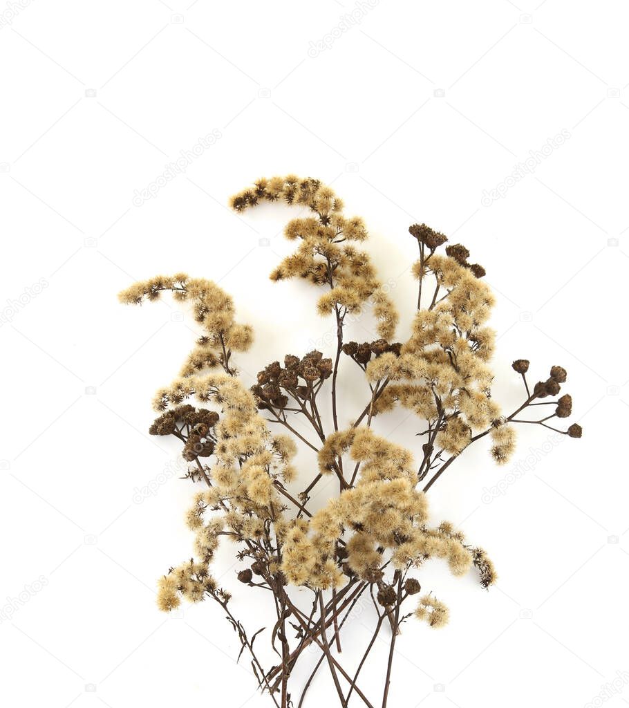 Dry field flowers in winter isolated on white background. Dry wild meadow grasses or herbs. 