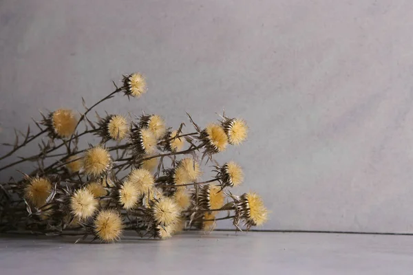 Сушені Квіти Проти Бетонної Стіни Сушені Дикі Квіти Приміщенні Зимовий — стокове фото