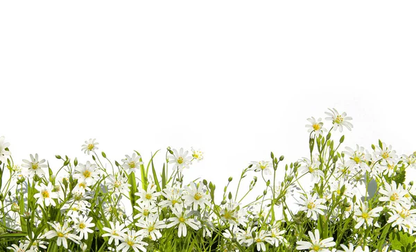 Witte Kleine Lentebloemen Geïsoleerd Witte Achtergrond Grens Met Wilde Bosweidebloemen Stockfoto