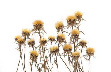 Kurumuş yabani çayır çiçekleri beyaz arka planda izole edilmiş. Kışın kurumuş kır çiçekleri.