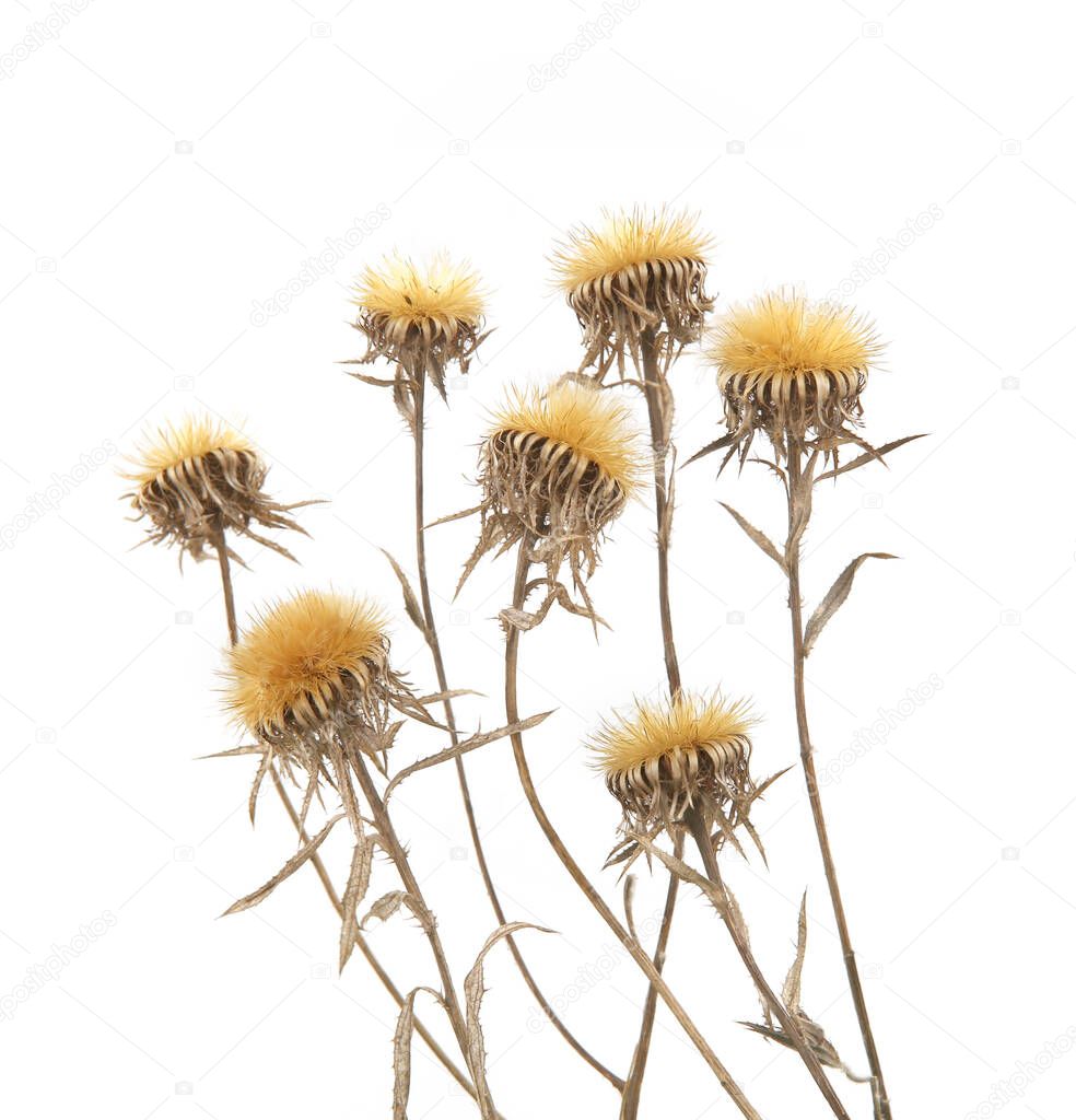 Dried wild meadow flowers isolated on white background. Dried wildflowers in winter time.