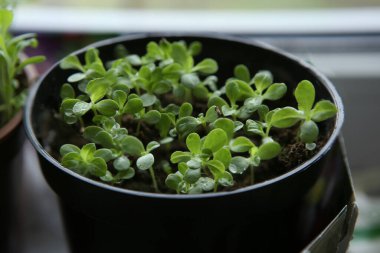 Pencere kenarındaki çömleklerde genç, paskalya çiçeği fideleri. İlkbaharda evin içinde çiçek filizleri büyür.. 